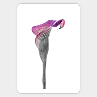 Calla Lily Single2 Sticker